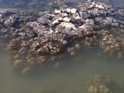 Soft corals in the Anchorage at low tide. The murkiness of the water is normal, resulting from the presence of terrigenous mud. The most probable source of terrigenous mud is the Daintree River, the flood plumes of which occasionally reach Low Isles.